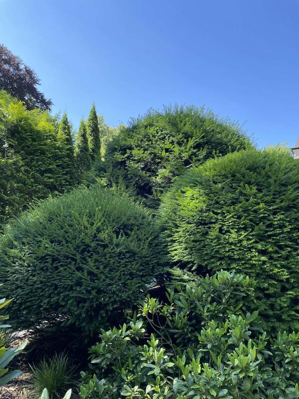 Hecke vor dem Schnitt Hamburg